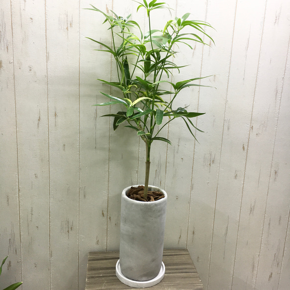 斑入り品種♡ シェフレラ アンガスティフォリア アンティーク鉢