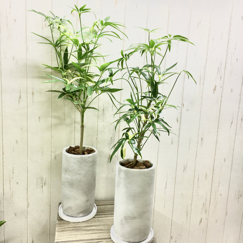 【11/8.9限定】 希少 斑入り シェフレラ アンガスティフォリア 観葉植物 希少 斑入り シェフレラ アンガスティフォリア 3.5-4号 その他