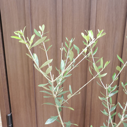 大きめ♡オリーブの木　エルグレコ　テラコッタ鉢植え　シンボルツリーに♪ 3枚目の画像