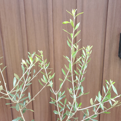 大きめ♡オリーブの木　エルグレコ　テラコッタ鉢植え　シンボルツリーに♪ 2枚目の画像