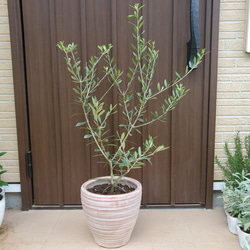 大きめ♡オリーブの木　エルグレコ　テラコッタ鉢植え　シンボルツリーに♪ 1枚目の画像