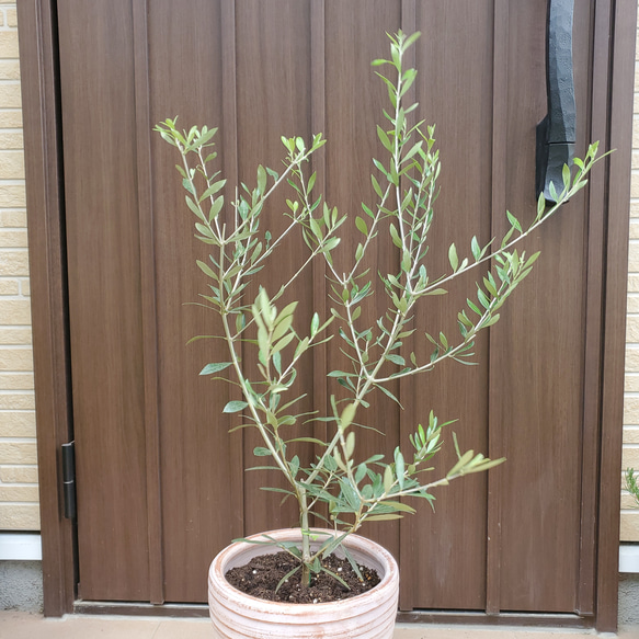 大きめ♡オリーブの木　エルグレコ　テラコッタ鉢植え　シンボルツリーに♪ 4枚目の画像
