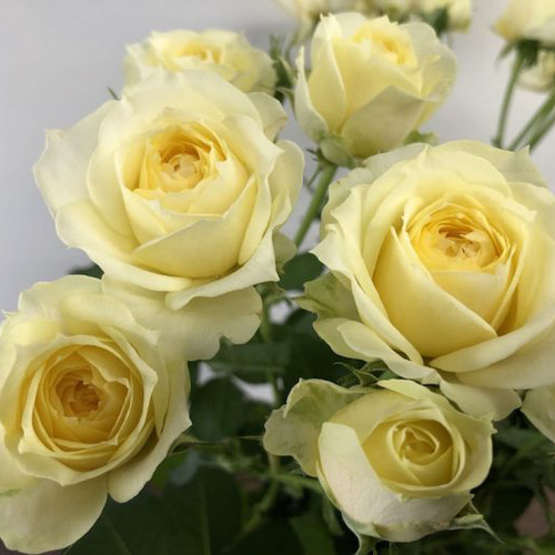 レア切花品種・薔薇☆ペットにも安心なトゲなしバラ☆淡レモン色 レア切花品種・薔薇☆ペットにも安心なトゲなしバラ☆淡レモン色