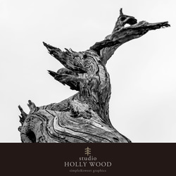 ☆インテリアフォトポスター -driftwood-【317】 7枚目の画像