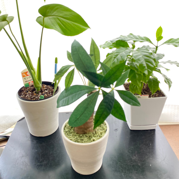 観葉植物　パキラ(右)フェイクグリーン　インテリアグリーン　人工観葉植物 2枚目の画像