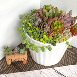 そのまま飾れる】多肉植物 寄せ植え ..＊ 11 ＊.. 多肉植物 Dia Lily