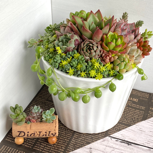 そのまま飾れる】多肉植物 寄せ植え ..* 11 *.. 多肉植物 Dia そのまま飾れる】多肉植物 寄せ植え ..* 11 *.. 多肉植物 Dia