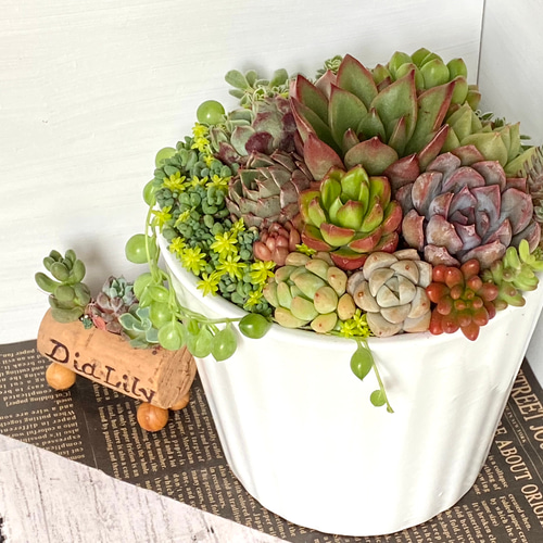そのまま飾れる】多肉植物 寄せ植え ..＊ 11 ＊.. 多肉植物 Dia Lily