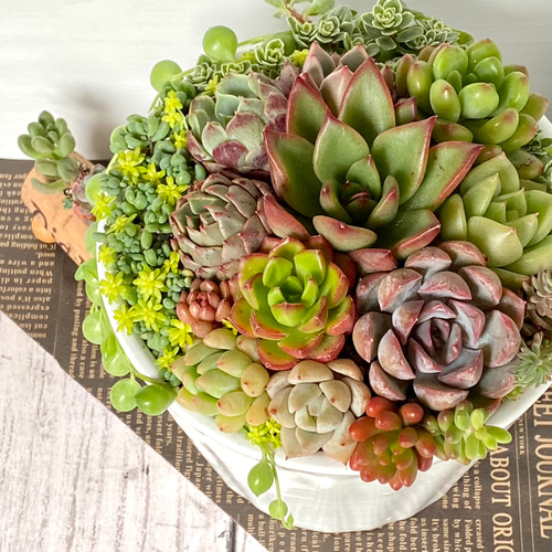 そのまま飾れる】多肉植物 寄せ植え ..* 11 *.. 多肉植物 Dia そのまま飾れる】多肉植物 寄せ植え ..* 11 *.. 多肉植物 Dia