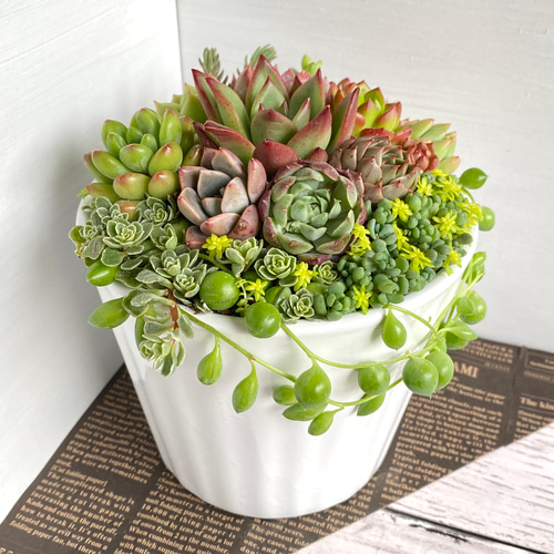 多肉植物 ♡そのまま飾れる寄せ植え♡9点セット♬*° そのまま飾れる】多肉植物 寄せ植え ..＊ 3 ＊.. 多肉植物 Dia Lily