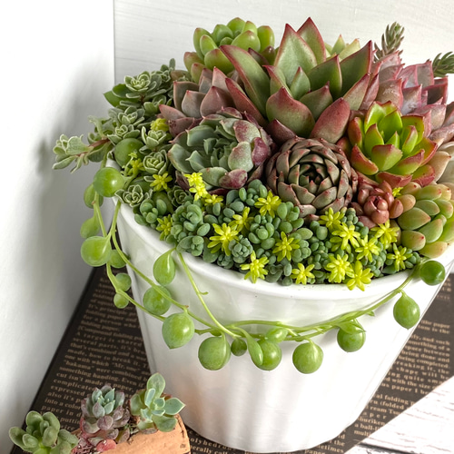 そのまま飾れる】多肉植物 寄せ植え ..＊ 11 ＊.. 多肉植物 Dia Lily