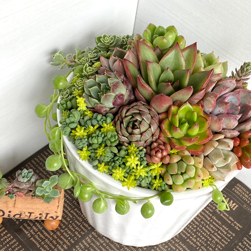 そのまま飾れる】多肉植物 寄せ植え ..* 11 *.. 多肉植物 Dia そのまま飾れる】多肉植物 寄せ植え ..* 11 *.. 多肉植物 Dia