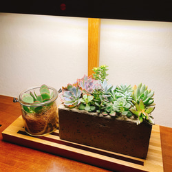 植物育成 LEDライトスタンド（4灯ナラ） 2枚目の画像