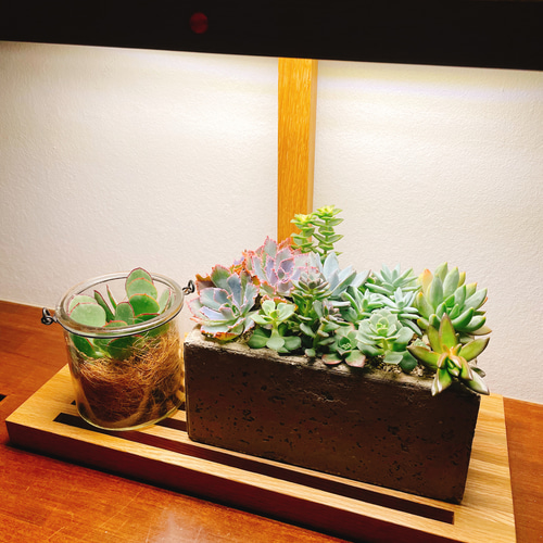植物育成 LEDライトスタンド（4灯ナラ） 一輪挿し・花瓶・花器 8929 