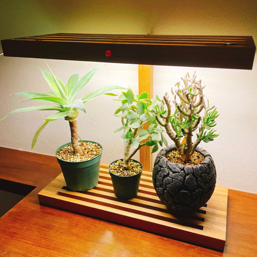 植物育成 LEDライト スタンド 4灯 ウォールナット（育成ライトの