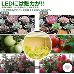植物育成 LEDライトスタンド（4灯ナラ） 4枚目の画像