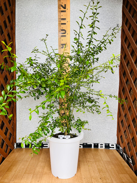 フィンガーライム接木苗／花芽幼果つき 8号鉢植え 撮影品のお届け