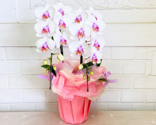 らみこクレイフラワー胡蝶蘭と菊 らみこクレイフラワー胡蝶蘭と菊 ら