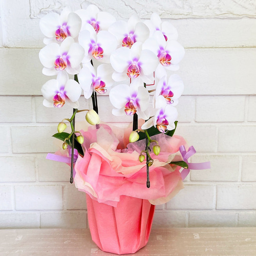 ミニ胡蝶蘭♪ミキスマイル【送料無料！】花鉢 御祝 蘭 引っ越し祝い