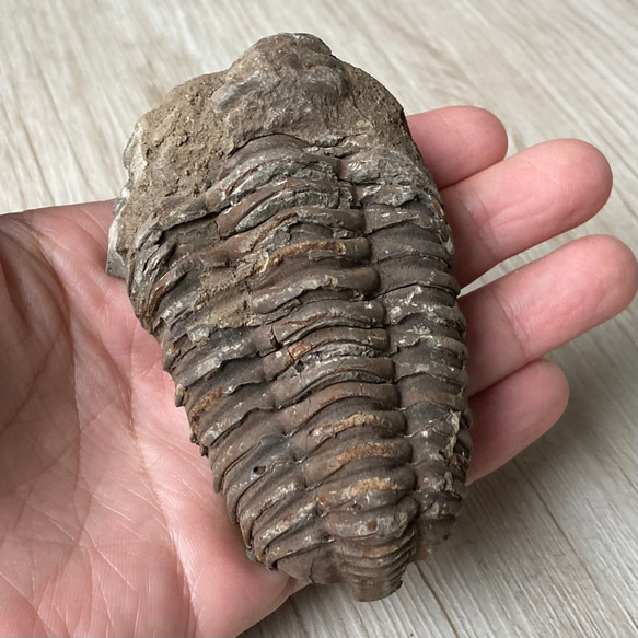 販売終了 三葉虫の化石で古代へトリップ/三葉虫化石/パワー 天然石