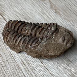 三葉虫の化石で古代へトリップ/三葉虫化石/パワー 天然石 ストーン ブレスレット 3枚目の画像