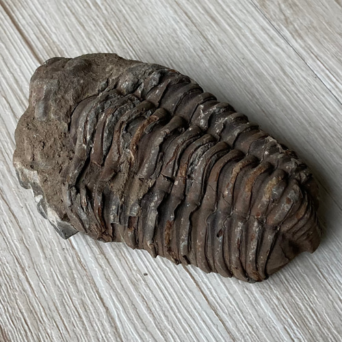 販売終了 三葉虫の化石で古代へトリップ/三葉虫化石/パワー 天然石