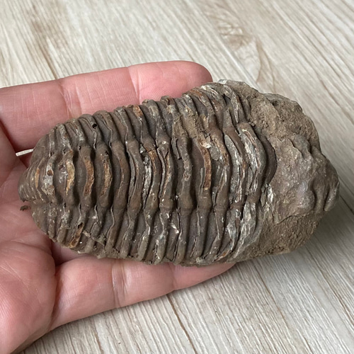 三葉虫　化石 販売終了 三葉虫の化石で古代へトリップ/三葉虫化石/パワー 天然石