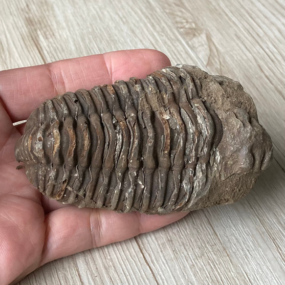 三葉虫の化石で古代へトリップ/三葉虫化石/パワー 天然石 ストーン ブレスレット 2枚目の画像