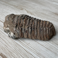 三葉虫の化石で古代へトリップ/三葉虫化石/パワー 天然石 ストーン ブレスレット 5枚目の画像
