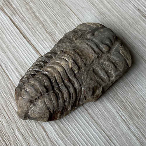 三葉虫の化石 販売終了 三葉虫の化石で古代へトリップ/三葉虫化石/天然石