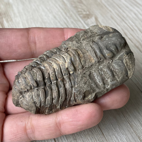 三葉虫　化石 ise-miyachu_kn-syc-20-14