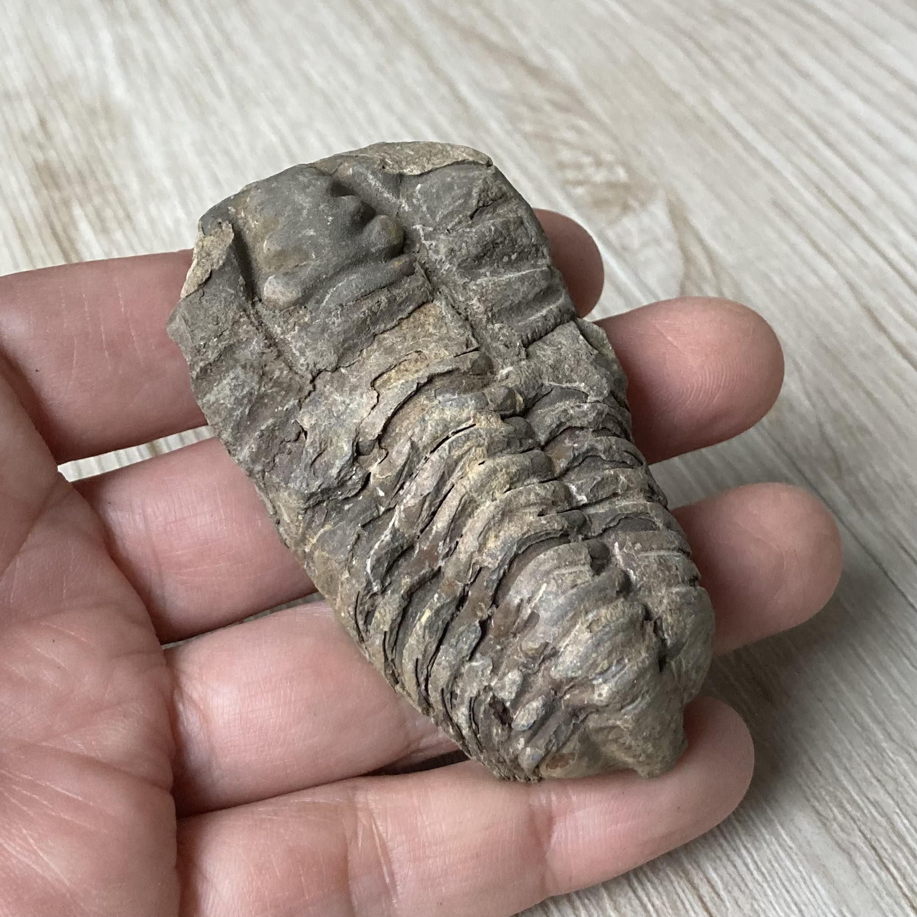 販売終了 三葉虫の化石で古代へトリップ/三葉虫化石/天然石