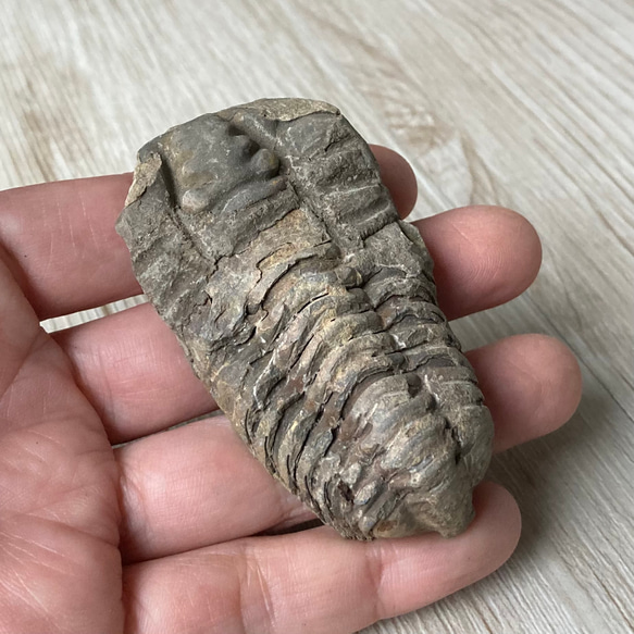 販売終了 三葉虫の化石で古代へトリップ/三葉虫化石/天然石