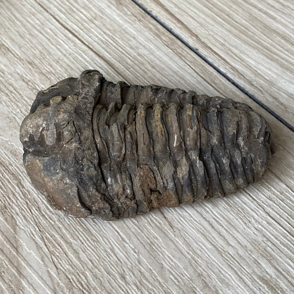 三葉虫の化石で古代へトリップ/三葉虫化石/パワー 天然石 ストーン ブレスレット 4枚目の画像