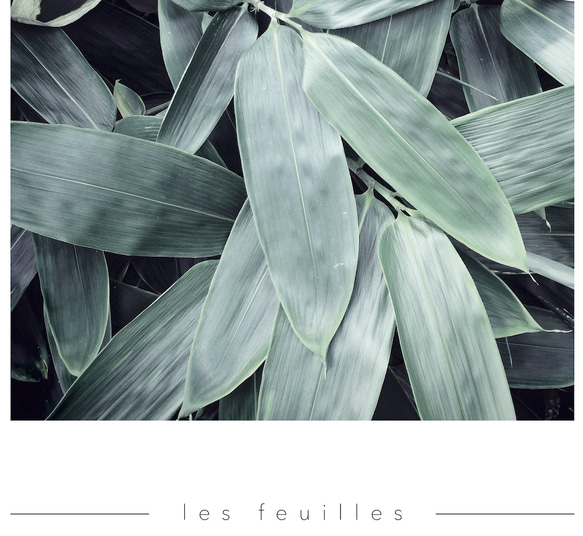 【0198】アートポスター Les Feuilles Botanical Wall Art　海外インテリア　北欧 8枚目の画像