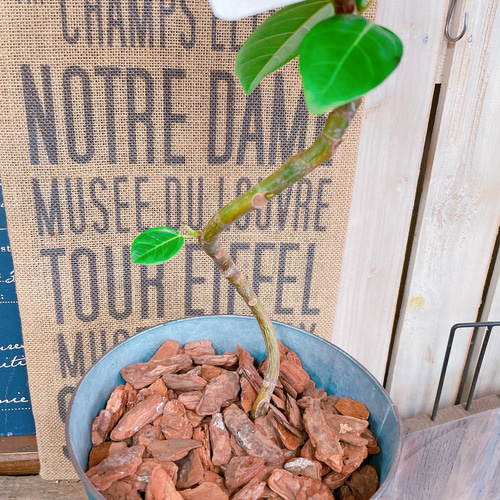 現品SALE♡【くねっとフィカス アルテシマ】深緑系ブリキ鉢！素敵な