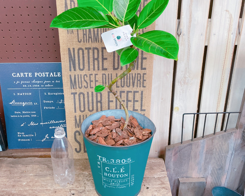 現品SALE♡【くねっとフィカス アルテシマ】深緑系ブリキ鉢！素敵な