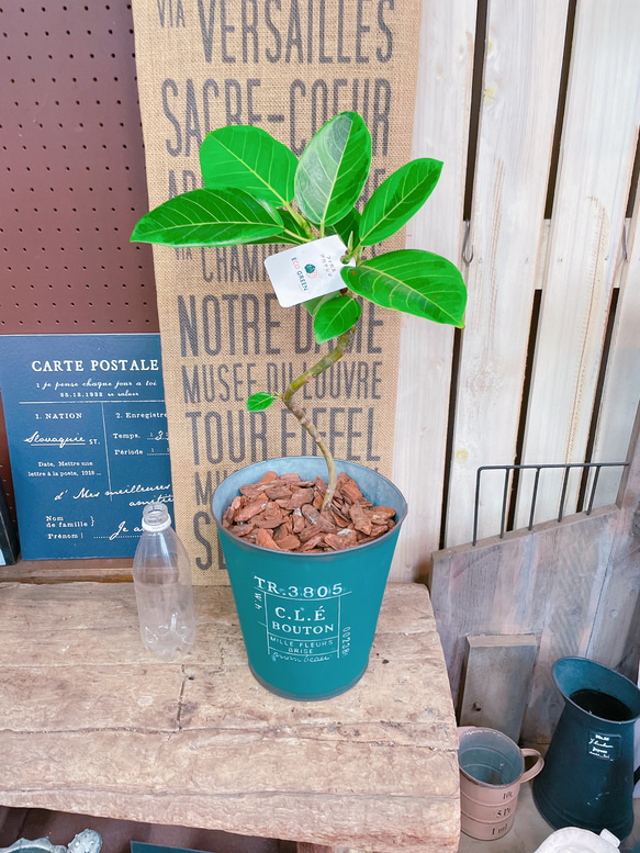 現品SALE♡【くねっとフィカス アルテシマ】深緑系ブリキ鉢！素敵な