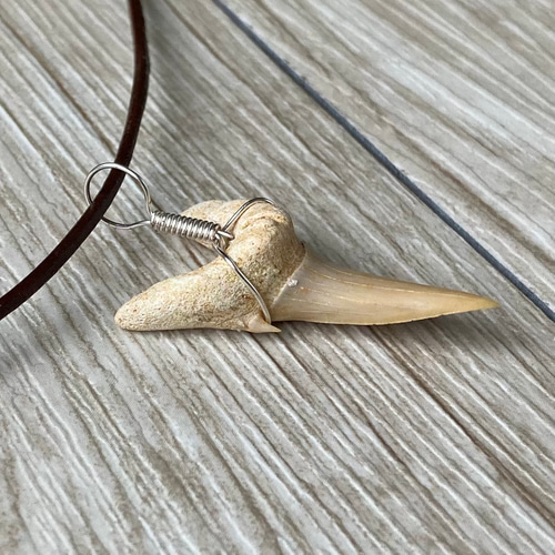 サメの歯の化石 セット ウルトラセール サメの歯の化石 セット