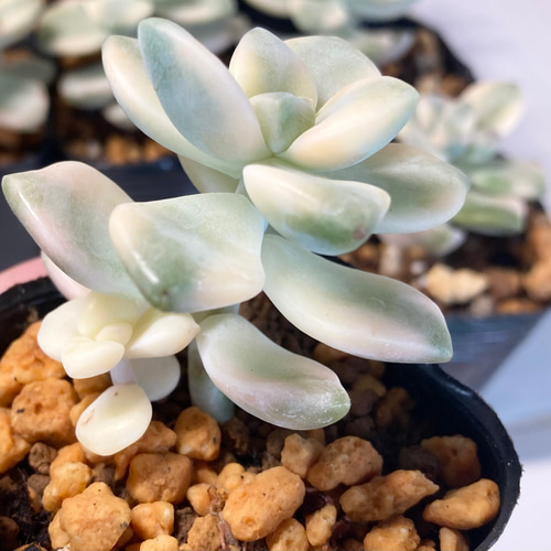 SOLD ティチュバンス錦 厳選韓国苗 名前付き 多肉植物 〜Green〜多肉畑