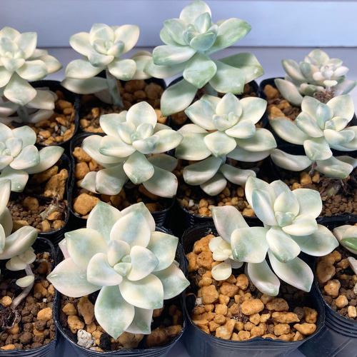 多肉植物 韓国苗 ニクサナ錦 3個セット 現品のみ 多肉植物 韓国苗3個セット 届いてからのお楽しみ韓国苗福袋 エケベリア