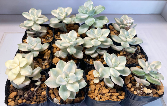 SOLD ティチュバンス錦 厳選韓国苗 名前付き 多肉植物 〜Green〜多肉畑