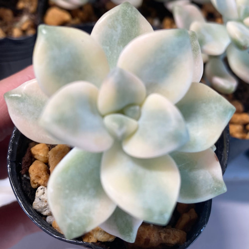 SOLD ティチュバンス錦 厳選韓国苗 名前付き 多肉植物 〜Green〜多肉畑