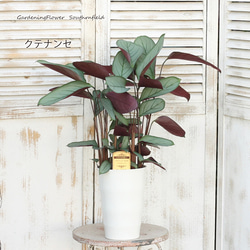 観葉植物 クテナンテ セトナ グレイスター 6号 カラテア 室内 グリーン