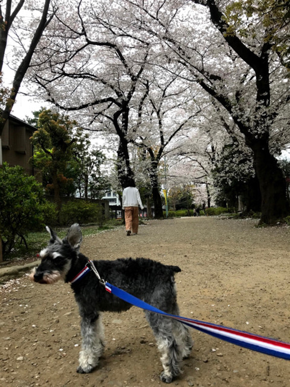 あなたのペットをストラップに!(カレンちゃん） 2枚目の画像