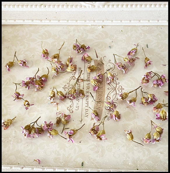レア花材❣️アキレアノコギリ草パーツ販売❣️ハンドメイド花材ドライフラワー 1枚目の画像