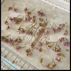 レア花材❣️アキレアノコギリ草パーツ販売❣️ハンドメイド花材ドライフラワー 2枚目の画像