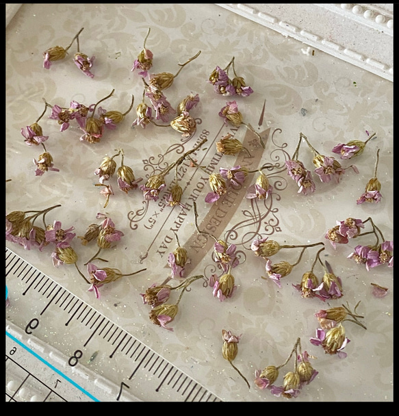 レア花材❣️アキレアノコギリ草パーツ販売❣️ハンドメイド花材ドライフラワー 2枚目の画像