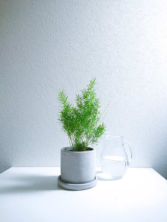 AOBOUZU 3rd Anniversary 植木鉢 グレー AOBOUZU 3rd Anniversary 植木鉢 グレー グラ専鉢 青坊主 sサイズ 2点