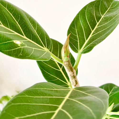 新芽ラッシュの フィカス ベンガレンシス 曲がり 7号 95cm b その他